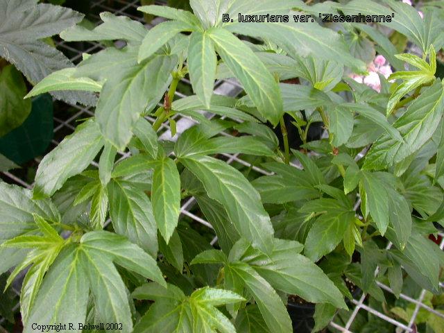 B. ‘luxurians Ziesenhenne’